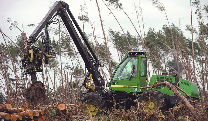 Bracia Czesi sprzątają lasy po nawałnicy