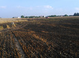 Żniwne pożary  