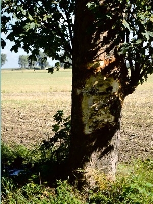 Skoda na drzewie