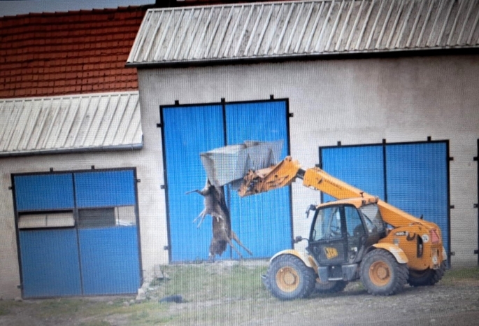 Afera łowiecka w kole "Dzik"