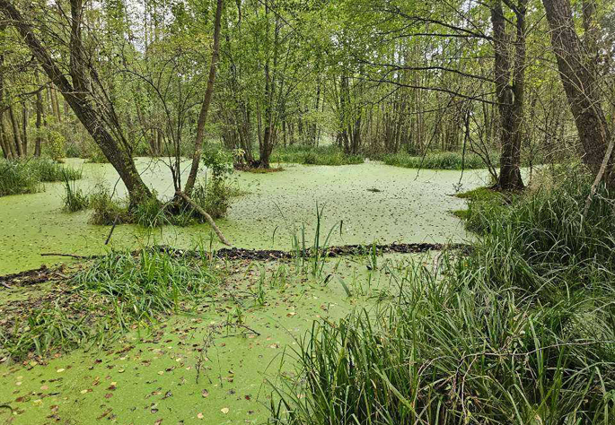 W Wituni będą strzelać do bobrów?