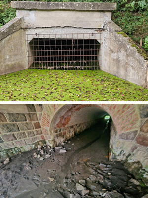 W Wituni będą strzelać do bobrów?