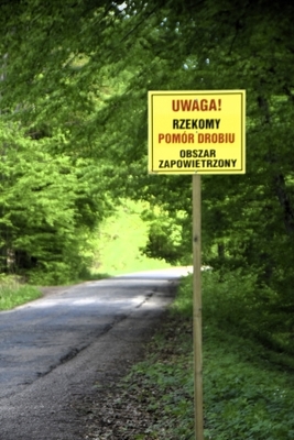 Rzekomy, ale prawdziwy pomór drobiu